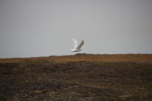 Snowy owl still flying