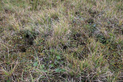 Lemming tunnels in the tundra