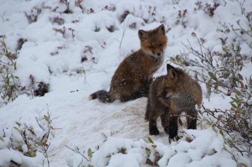 Two Fox Cubs