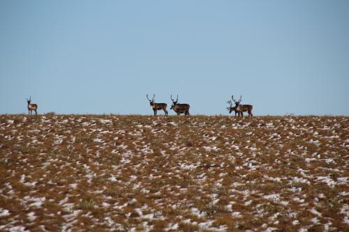 Caribou