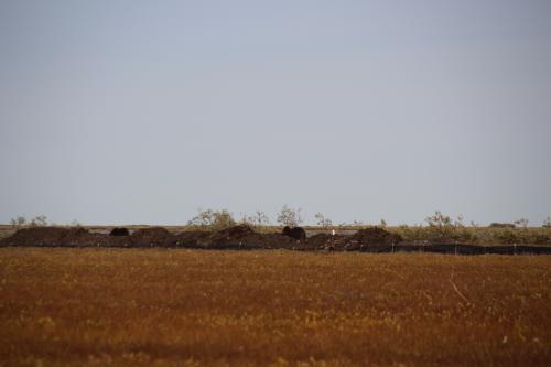 Faraway muskoxen 