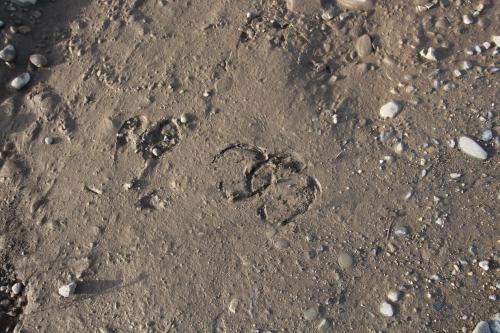 Muskoxen hoof prints