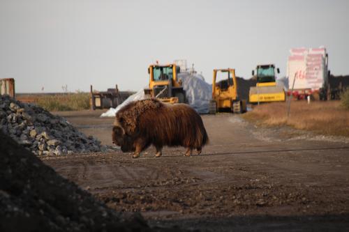 Muskoxen