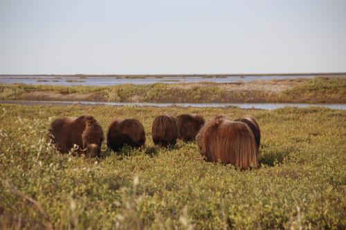 Herd of muskoxen