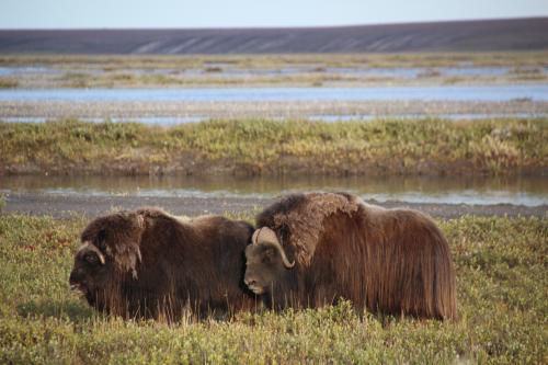 Two muskoxen