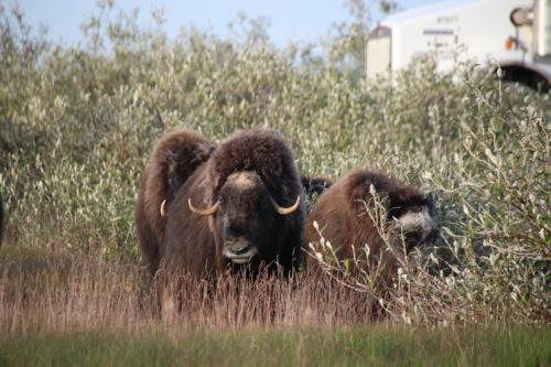 Female Muskoxen