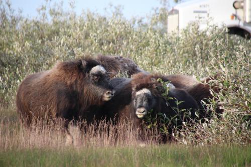 Herd of muskoxen