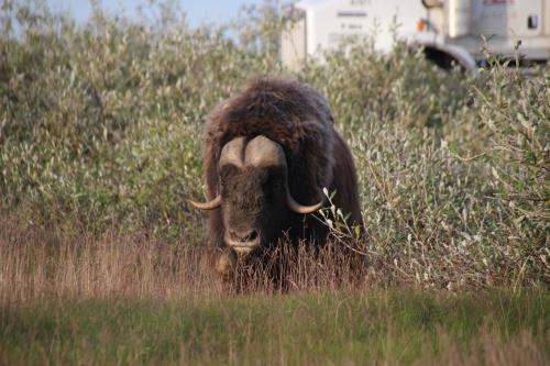 Male muskoxen