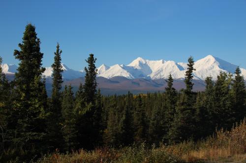 Mountains with Spruce Trees