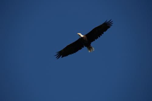 Bald Eagle