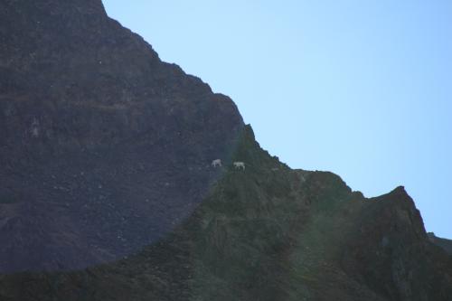 Dall sheep