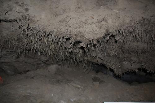 25,000 year-old grass