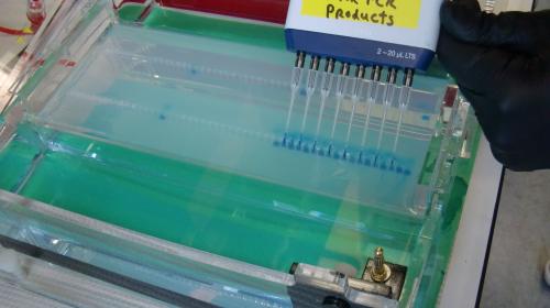 Preparing a gel electrophoresis