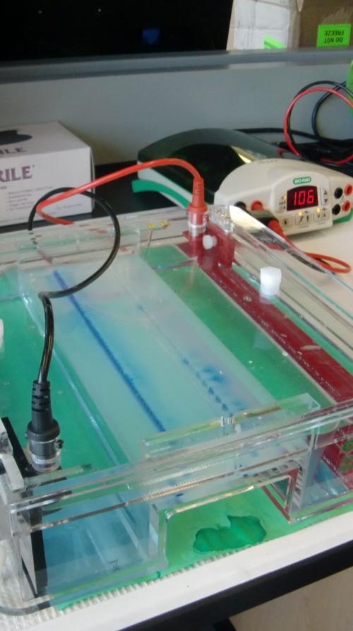 Gel electrophoresis