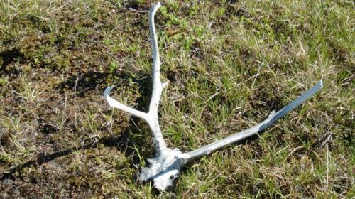 Caribou antlers