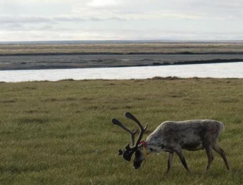 caribou