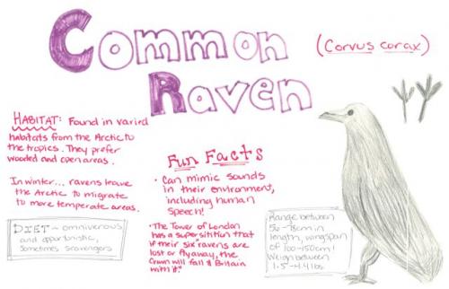 Common Raven species journal