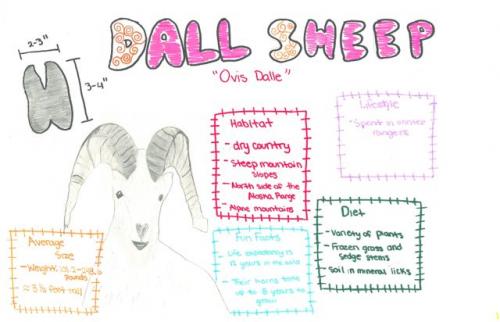 Dall Sheep species journal