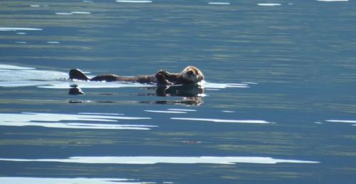 Sea otter