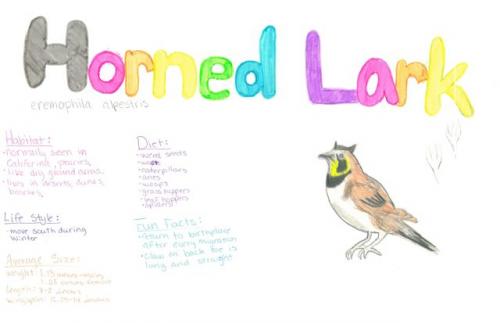 Horned Lark Species Journal