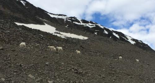 Dall Sheep