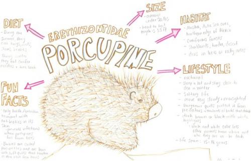 porcupine species journal