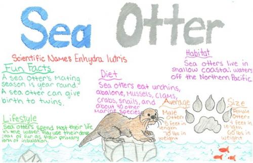 Sea otter species journal