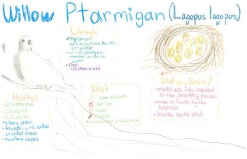 Willow ptarmigan species journal