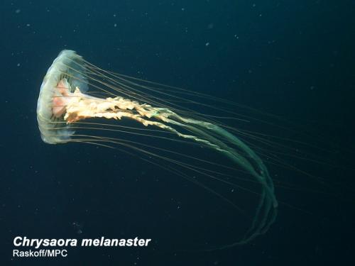 Chrysaora melanaster in the water column