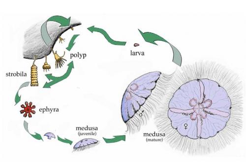 Chrysaora melanaster life cycle