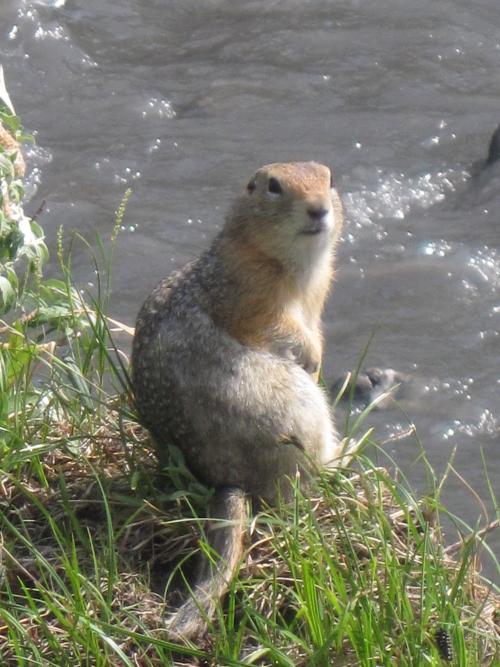 The Arctic ground squirrel in its natural habitat