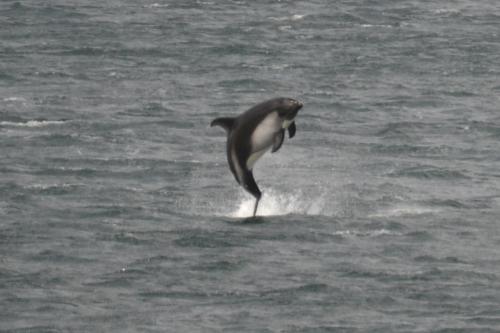 A breaching Peale&#39;s Dolphin