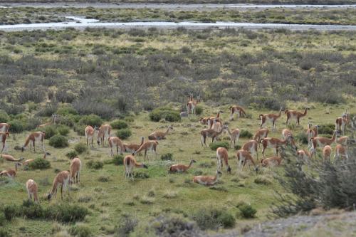 Guanacos at Torres del Paine