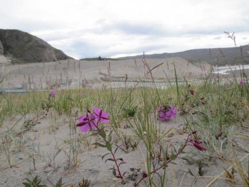 Niviarsiaq (purple flowers) near the Watson River