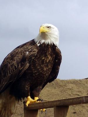 Bald Eagle