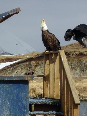 bald eagle call