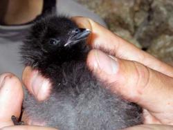 Chick With Egg Tooth