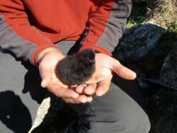 One Week Old Chick