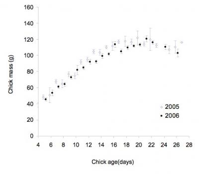 Little auk weight chart.