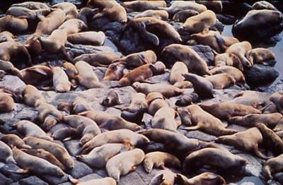 Sleeping Stellar Sea Lions