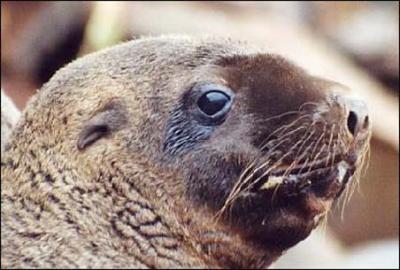 Stellar Sea Lion Pup