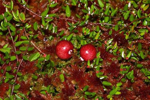 Bog Cranberry