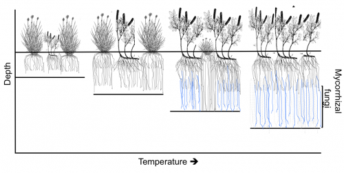 Root extensions