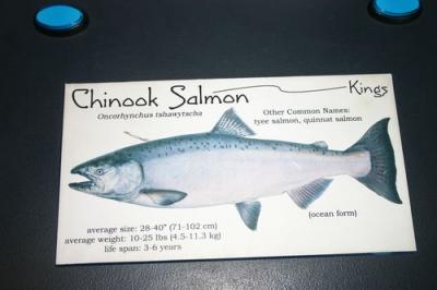 Chinook salmon