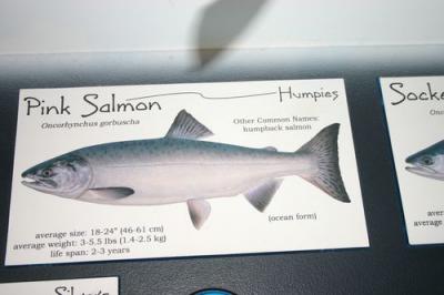 Pink salmon