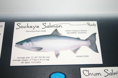 Sockeye salmon