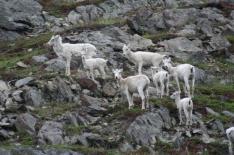 Dall Sheep