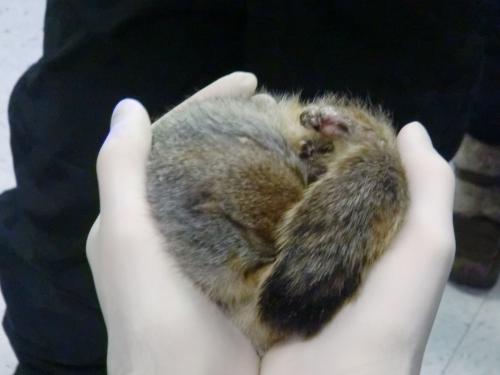 Hibernating Arctic Tree Squirrel