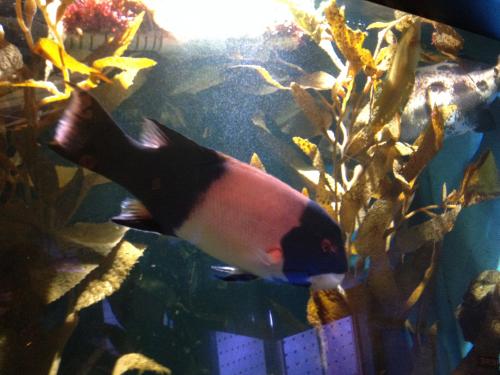 A Sheephead Wrasse at the Cabrillo Marine Aquarium