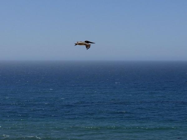 Brown Pelican